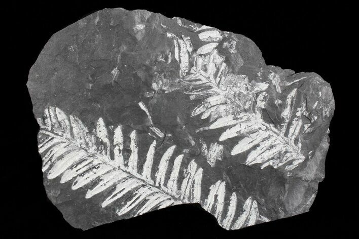 Wide Fossil Seed Fern Plate - Pennsylvania #73147